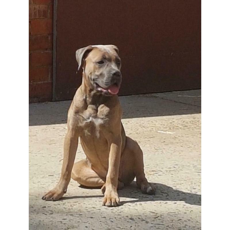 Cane corso teefje