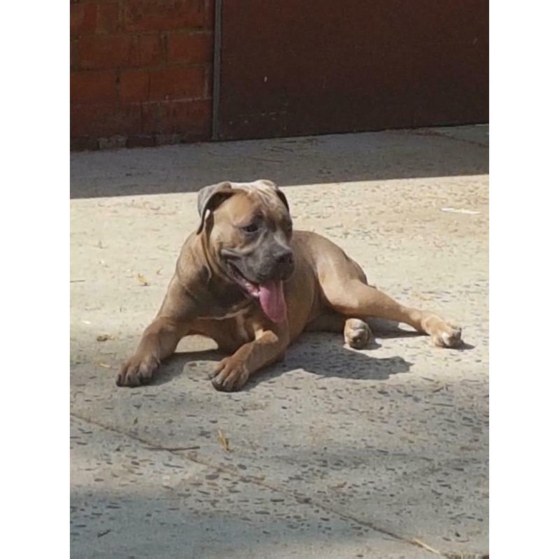 Cane corso teefje