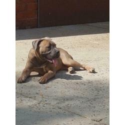 Cane corso teefje