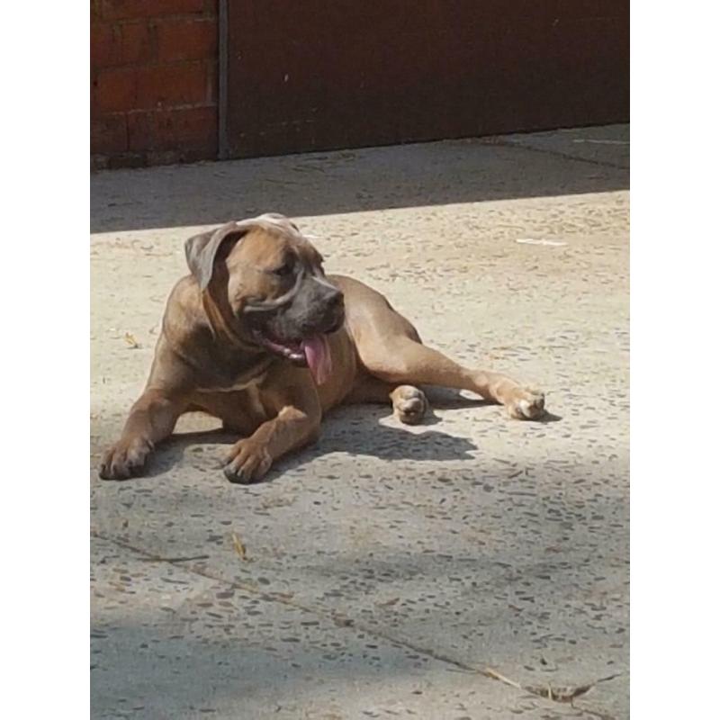 Cane corso teefje