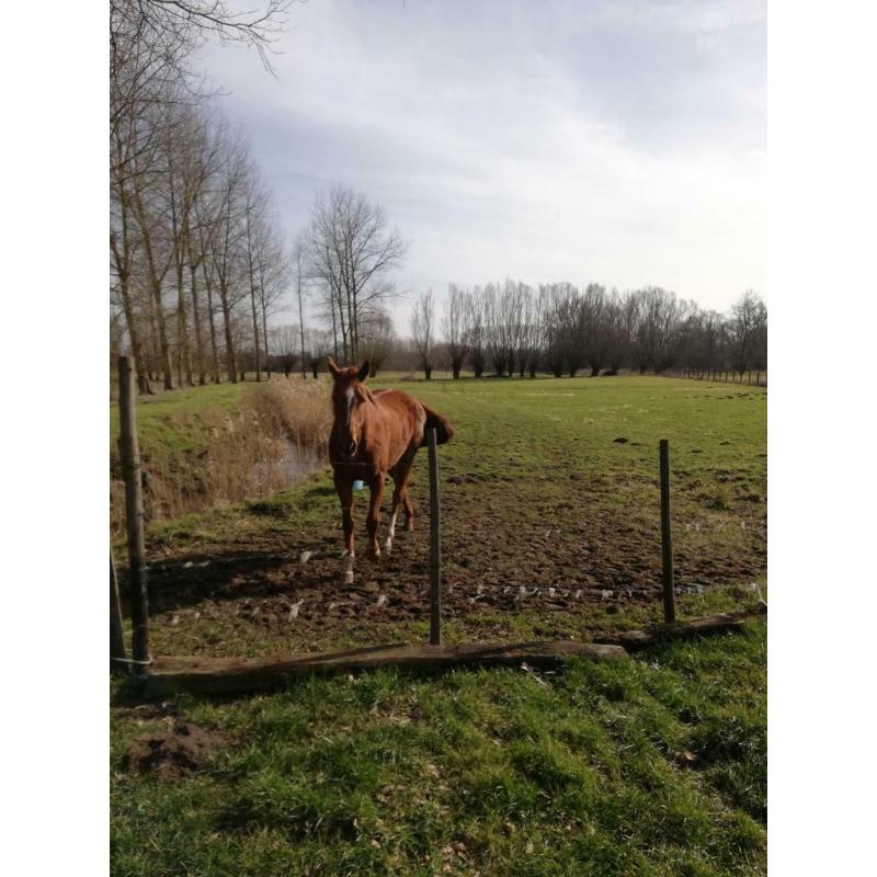 Weide te huur Hasselt