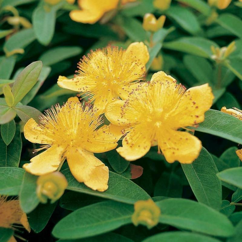 Hypericum calycinum